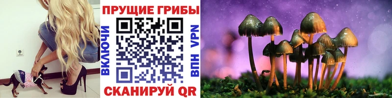 где купить   Озёрск  Псилоцибиновые грибы Cubensis 